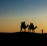 silhouette of people riding camels
